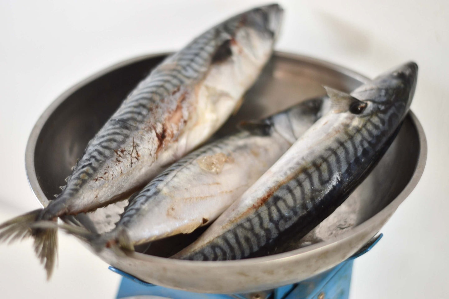 Titus Fish (Mackerel) 2kg