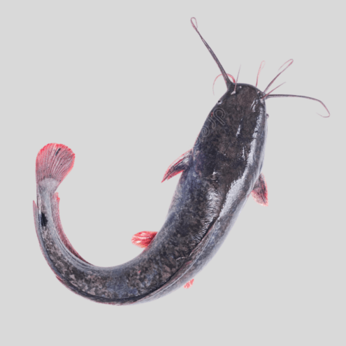 Cat fish [Small]