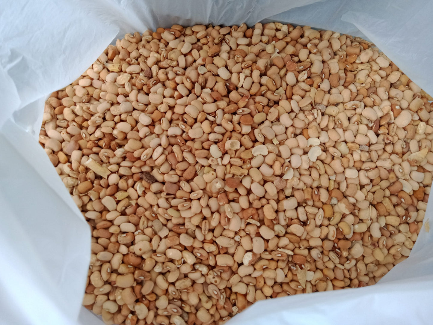 Honey Beans [Brown, Big]