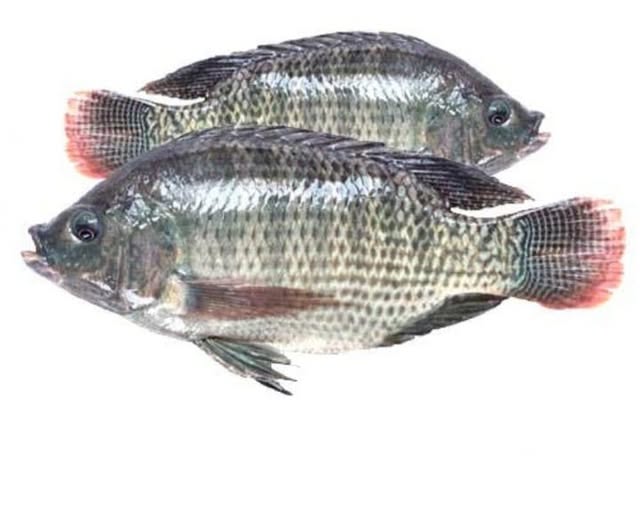 Tilapia Fish (Bream)