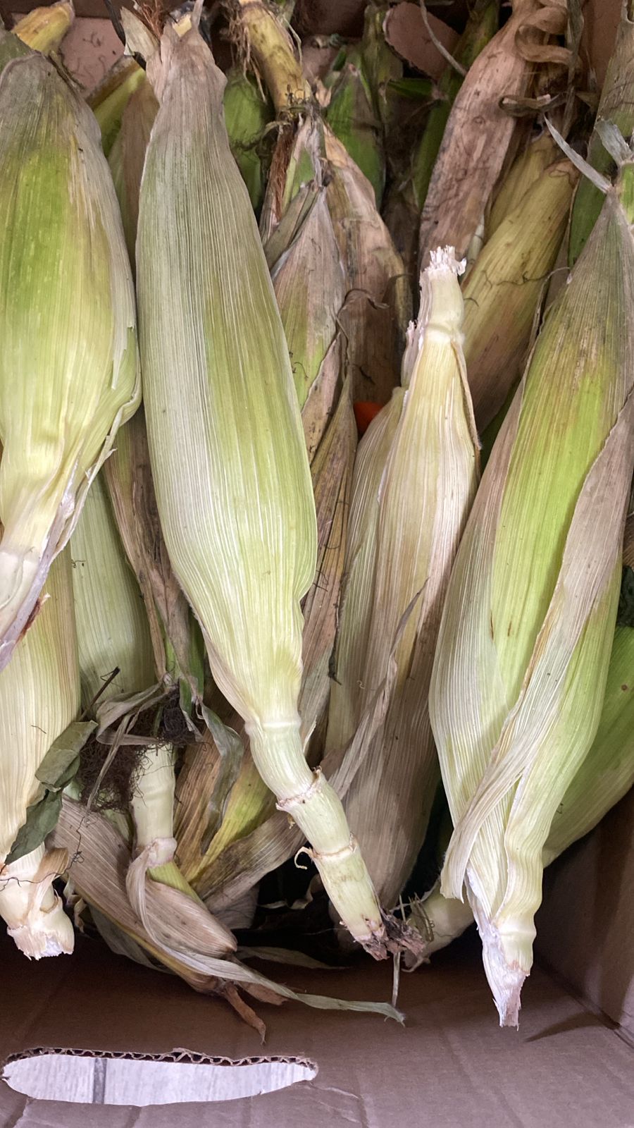 Maize [Corn]