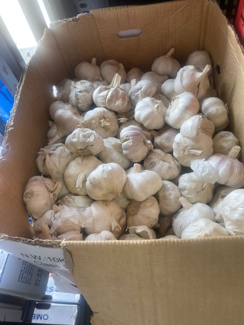 Garlic