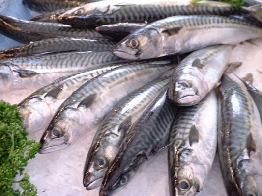 Cavala Fish [Mackerel]