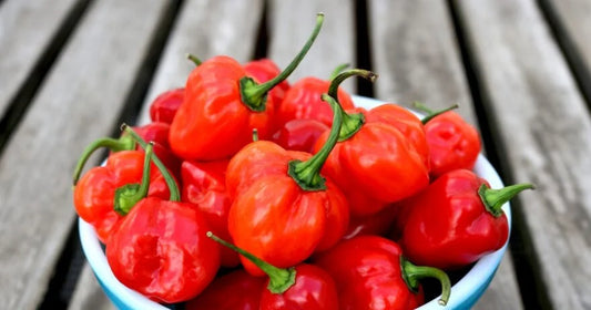 Habanero Chillies (Small)