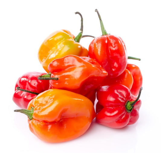 Habanero Chillies 0.2kg (Medium)